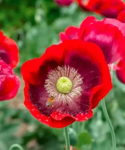 Red Poppy Seeds - Ornamental & Culinary Annual Flower Seeds - Free Ship