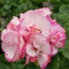 GERANIUM Tango Strawberry Ice Plant - 4" Starter Plant - Ships Without Pot