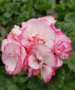 GERANIUM Tango Strawberry Ice Plant - 4" Starter Plant - Ships Without Pot