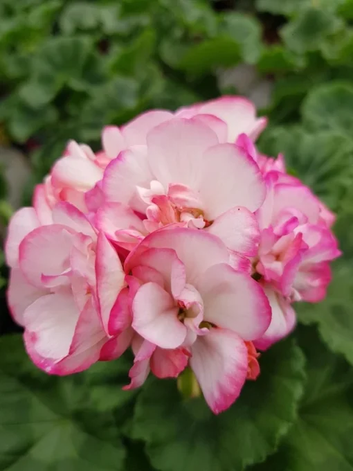 GERANIUM Tango Strawberry Ice Plant - 4" Starter Plant - Ships Without Pot