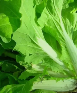 Napa Michihili Chinese Cabbage Seeds - 200 Seeds - Vegetable Seeds