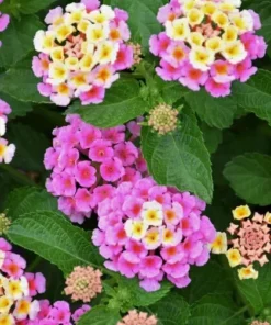 Lantana Pink Plant Set - Two 4-inch Pots - Outdoor Live Plants