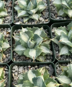 Agave Isthmensis 'Hoji Raijin' Succulent - Rare Variegated Agave - 4 Inch Pot
