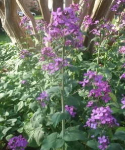 Lunaria Money Plant Seeds - Silver Dollar Flower - 50+ Seeds