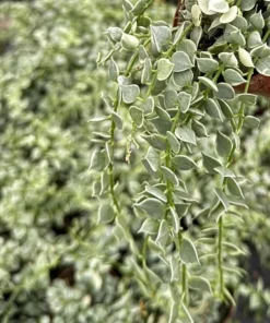 Dischidia Million Hearts Trailing Succulent Live Plant - 3 inch Pot - Unique Indoor Plant