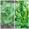 Napa and Tatsoi Seeds Mix - 250 Seeds - Asian Greens Variety