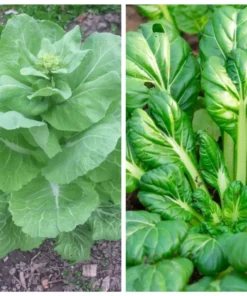 Napa and Tatsoi Seeds Mix - 250 Seeds - Asian Greens Variety