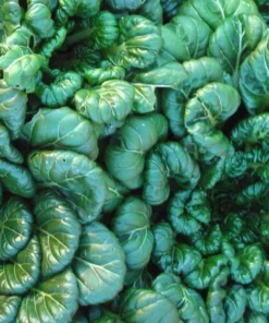 Napa and Tatsoi Seeds Mix - 250 Seeds - Asian Greens Variety