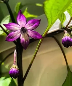 Murasaki Sweet Purple Pepper Seeds - Rare Heirloom Variety - 20 Seeds