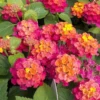 Lantana Rose Live Plants Set - 2 Pack - Outdoor Planting Flowers