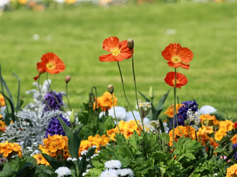 Everything about Gardening Jobs for April You’ll Ever Need