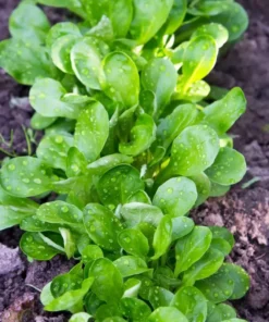 Corn Salad Seeds - Greens Vegetable Garden - 200 Seeds