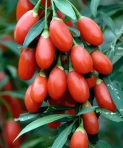 Goji Berry Seeds - 100+ Easy Grow Lycium Barbarum Seeds