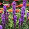 Liatris Blazing Star Seeds - 50+ Seeds for Vibrant Blooms