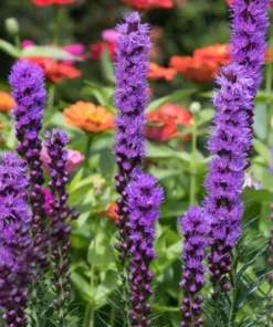 Liatris Blazing Star Seeds - 50+ Seeds for Vibrant Blooms