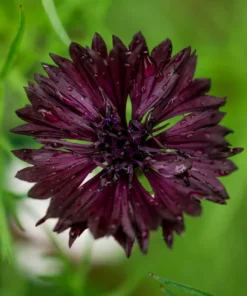 Black Cornflower Plant 3
