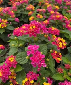 Lantana Rose Live Plants Set - 2 Pack - Outdoor Planting Flowers