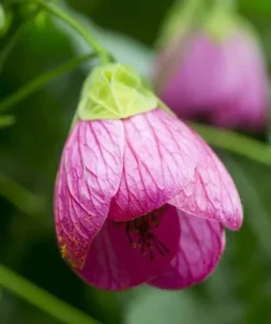 Abutilon Pink Chinese Lantern - 4 inch Live Plant - Ships Without Pot
