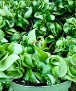 Hoya Hindu Rope Plant - Hoya Carnosa Compacta - 4 inch Pot - Live Plant