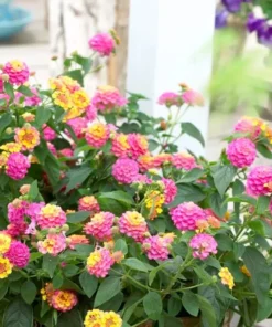 Lantana Pink Plant Set - Two 4-inch Pots - Outdoor Live Plants