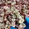 Variegated String of Hearts Succulent - 4 or 6 Inch Potted Plant