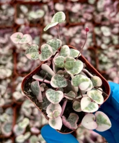 Variegated String of Hearts Succulent - 4 or 6 Inch Potted Plant