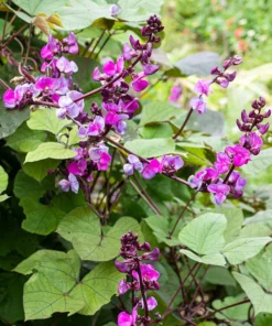 Purple Hyacinth Bean Seeds - Climbing Vine - Ornamental - Garden