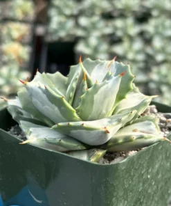 Agave Isthmensis 'Hoji Raijin' Succulent - Rare Variegated Agave - 4 Inch Pot