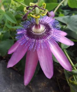Lavender Passion Flower Plant Live Plant 4-6 Inch Tall Garden Ready
