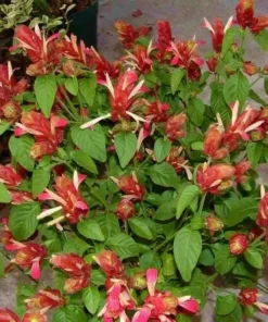 Red Shrimp Plant Live - 2 Well-Rooted Plants 4-6 Inches - Garden Ready