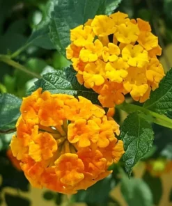 Lantana Orange Plant Set - Two 4-inch Pots - Outdoor Garden Plants