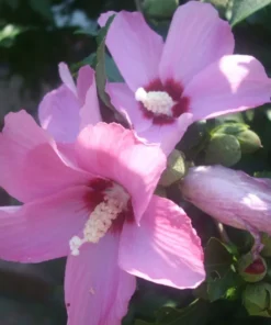 Hibiscus Seeds Mix: Texas Star, Rose of Sharon, Abelmoschus manihot, 100 Seeds