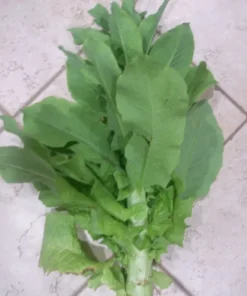 Celtuce Seeds - Chinese Stem Lettuce - 200+ Seeds - Free Shipping