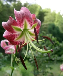 Black Beauty Lilium Bulbs - Raspberry Maroon Oriental Lily Flower Bulbs