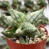 Sansevieria Bonji Plant - Rare Succulent Live Plant 3 inch Pot - Unique Home Decor