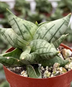 Sansevieria Bonji Plant - Rare Succulent Live Plant 3 inch Pot - Unique Home Decor