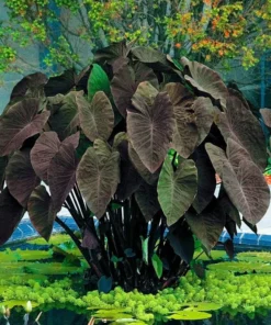 Black Magic Elephant Ear Plant - 4 Inch Potted Plant - Dark Foliage