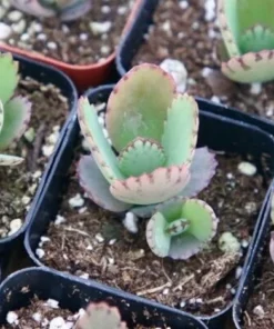 Mother of Thousands Plant - Kalanchoe Daigremontiana - Live Plant - 2/4
