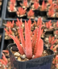 Blue Elf Aloe Succulent Plant 2