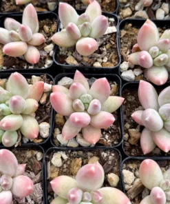 Pachyphytum Compactum Rose Plant - Little Jewel Pink Succulent 2
