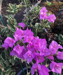 Blueberry Ice Bougainvillea Plant 4 inch Nursery Pot - Starter Plant