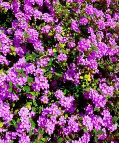 Lantana Trailing Lavender Set - Two 4-inch Potted Plants for Outdoor Planting