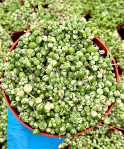 Variegated String of Pearls Trailing Succulent Plant 2 4 6 inch Pot
