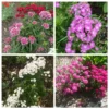 Sweet William Dianthus Barbatus Seeds - 300+ Heirloom Flower Seeds