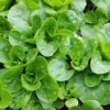 Corn Salad Seeds - Greens Vegetable Garden - 200 Seeds