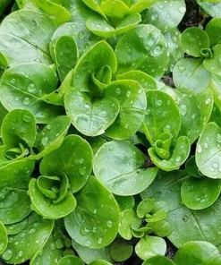 Corn Salad Seeds - Greens Vegetable Garden - 200 Seeds