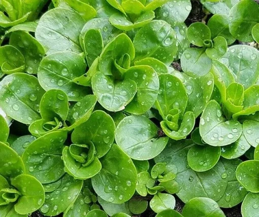 Corn Salad Seeds - Greens Vegetable Garden - 200 Seeds
