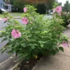 Pink Swamp Rose Mallow Seeds - Hardy Hibiscus Moscheutos Flower Seeds