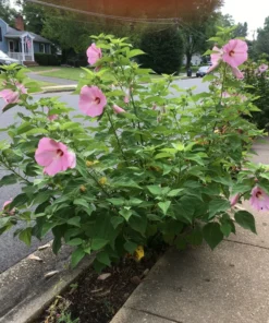 Pink Swamp Rose Mallow Seeds - Hardy Hibiscus Moscheutos Flower Seeds