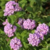 Lantana Trailing Lavender Set - Two 4-inch Potted Plants for Outdoor Planting